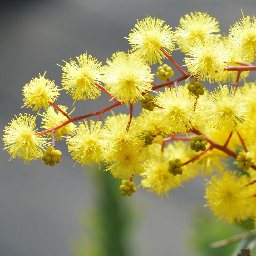 Acacia baileyana Songlines - Mimosa (Floración)
