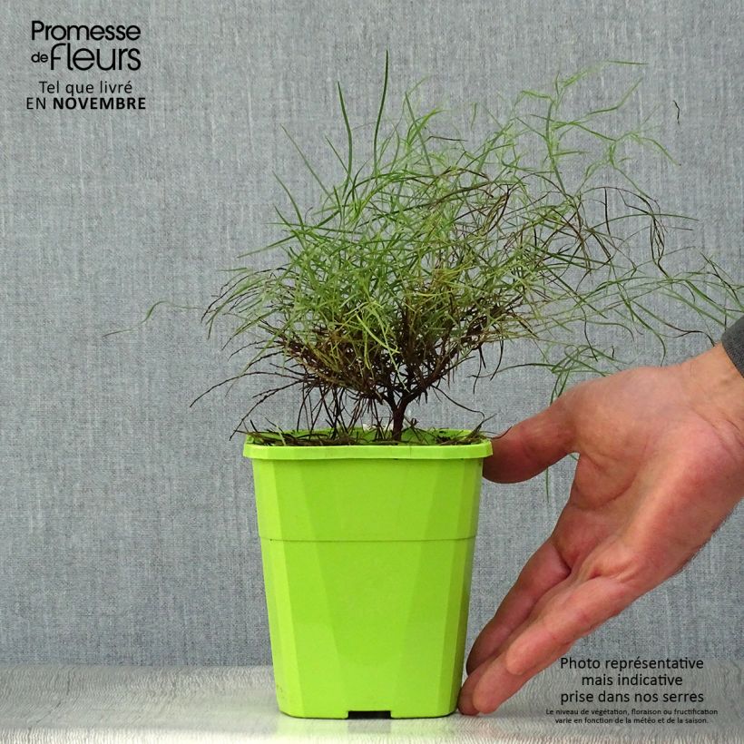 Ejemplar de Acacia cognata Limelight - Mimosa Maceta 1L/1,5L entregado en otoño