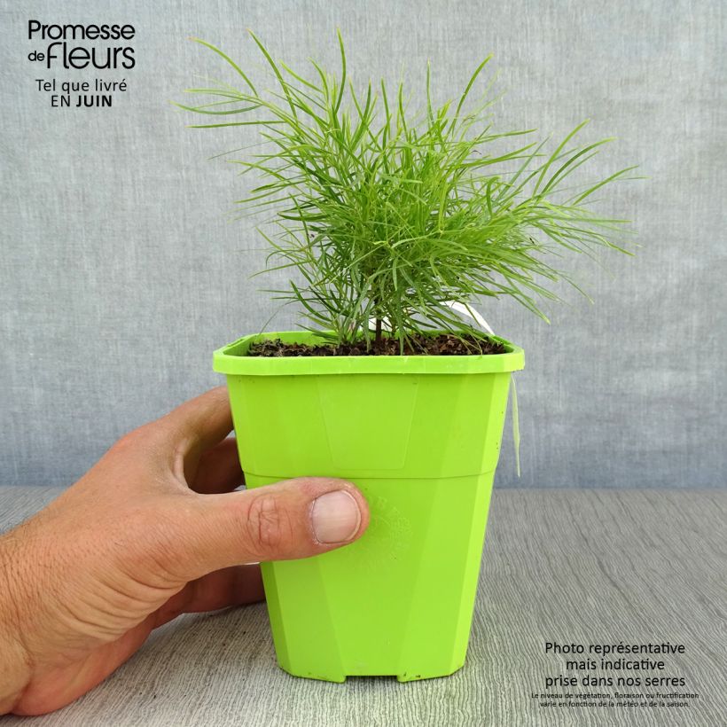 Ejemplar de Acacia cognata Limelight - Mimosa Maceta 1L/1,5L entregado en verano