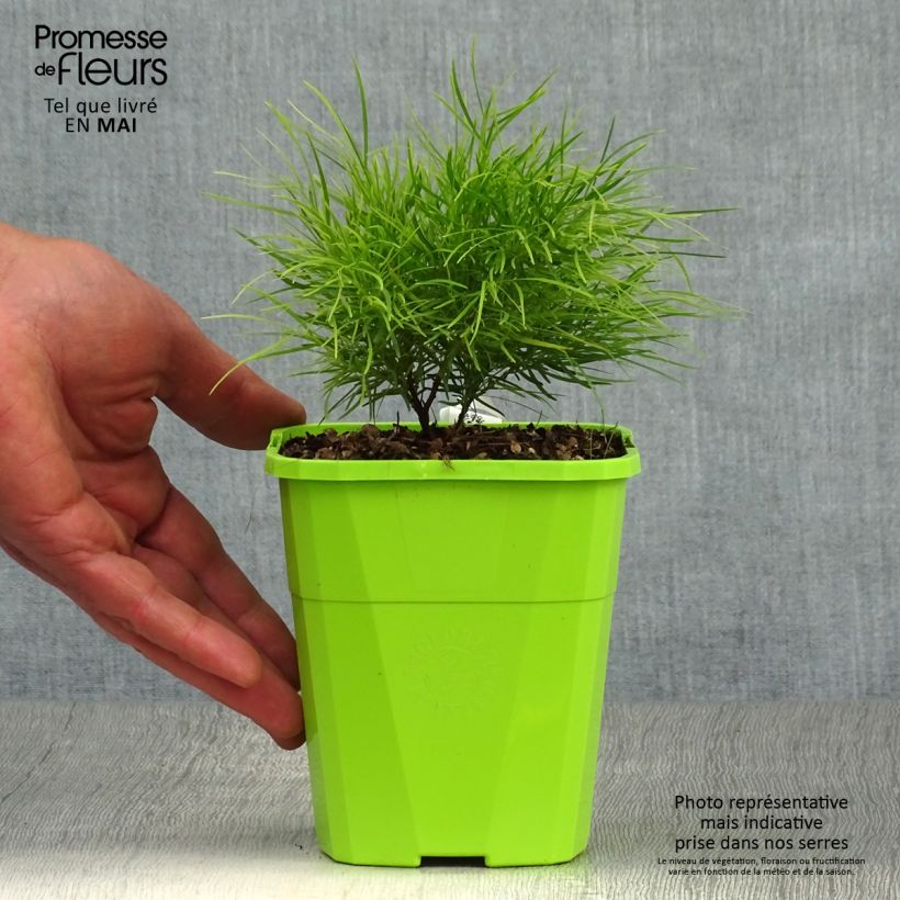 Acacia cognata Limelight - Mimosa Maceta 1L/1,5L Ejemplar entregado en la primavera