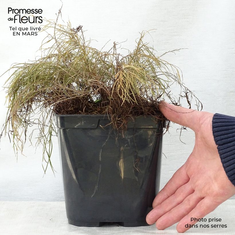 Acacia cognata Limelight - Mimosa Maceta 3L/4L Ejemplar entregado en la primavera