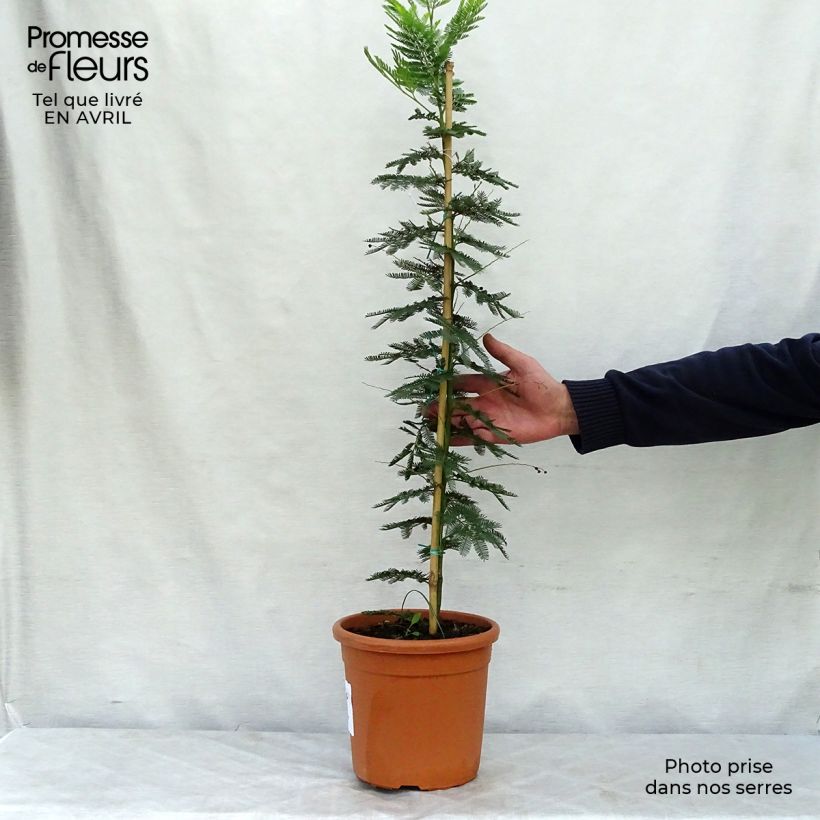 Acacia dealbata Gaulois Astier - Mimosa plateada Maceta 2L/3L Ejemplar entregado en la primavera