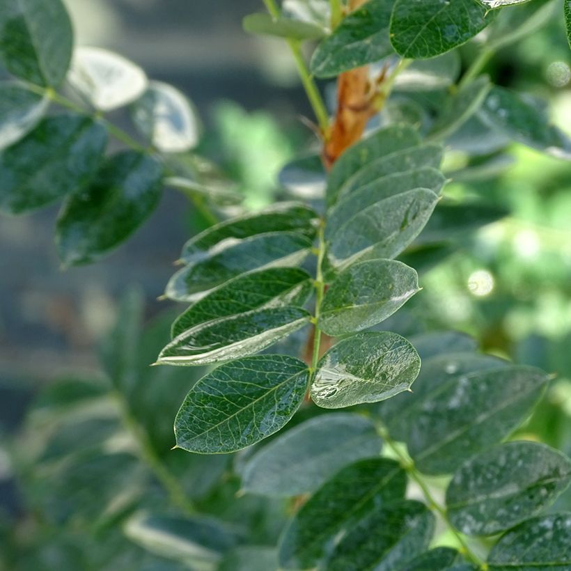 Caragana arborescens - Guisante siberiano (Follaje)
