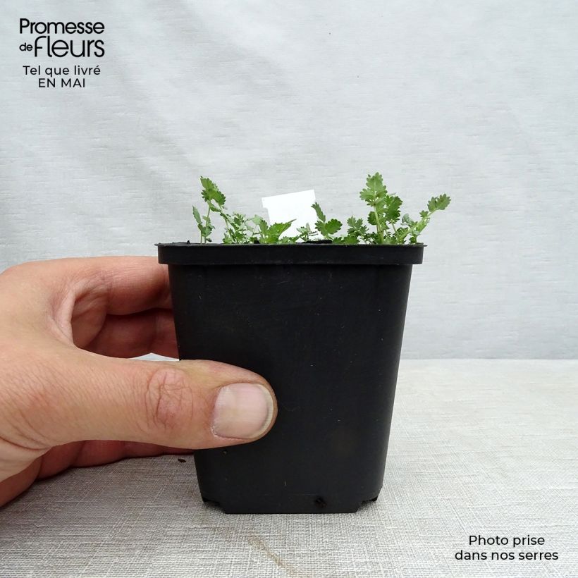 Acaena buchananii Maceta de 8/9 cm Ejemplar entregado en la primavera