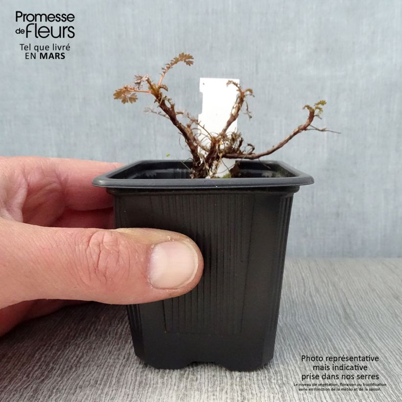 Acaena saccaticupula Blue Haze Maceta de 8/9 cm Ejemplar entregado en la primavera