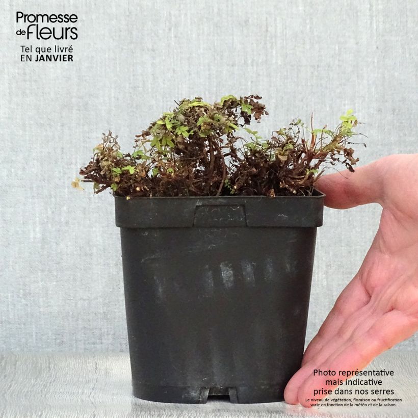 Acaena magellanica Maceta 2L/3L Ejemplar entregado en invierno