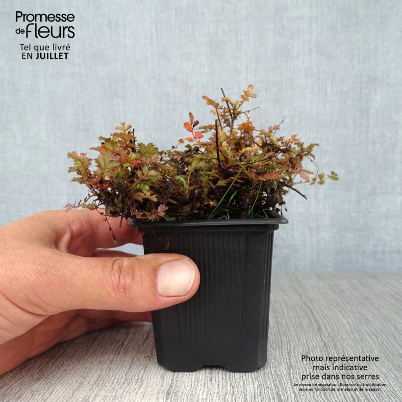 Ejemplar de Acaena microphylla Kupferteppich - Abrojos Maceta de 8/9 cm entregado en verano