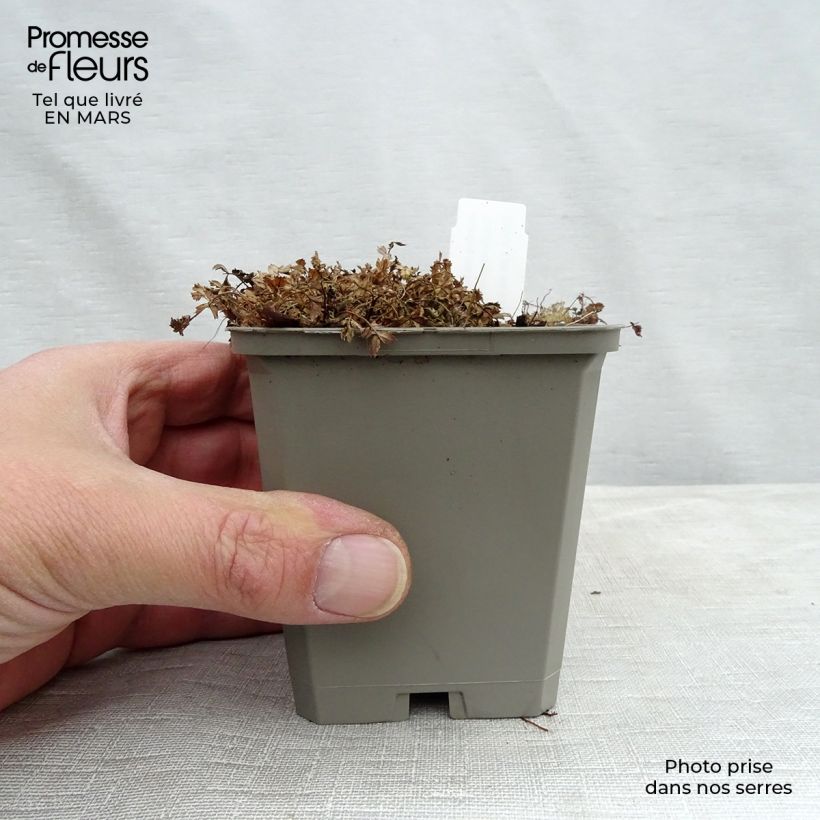 Acaena microphylla Kupferteppich - Abrojos Maceta de 8/9 cm Ejemplar entregado en invierno