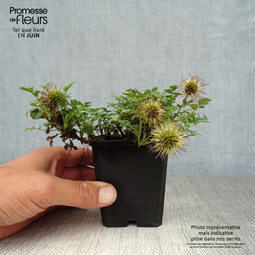 Ejemplar de Acaena microphylla - Abrojos Maceta de 8/9 cm entregado en verano