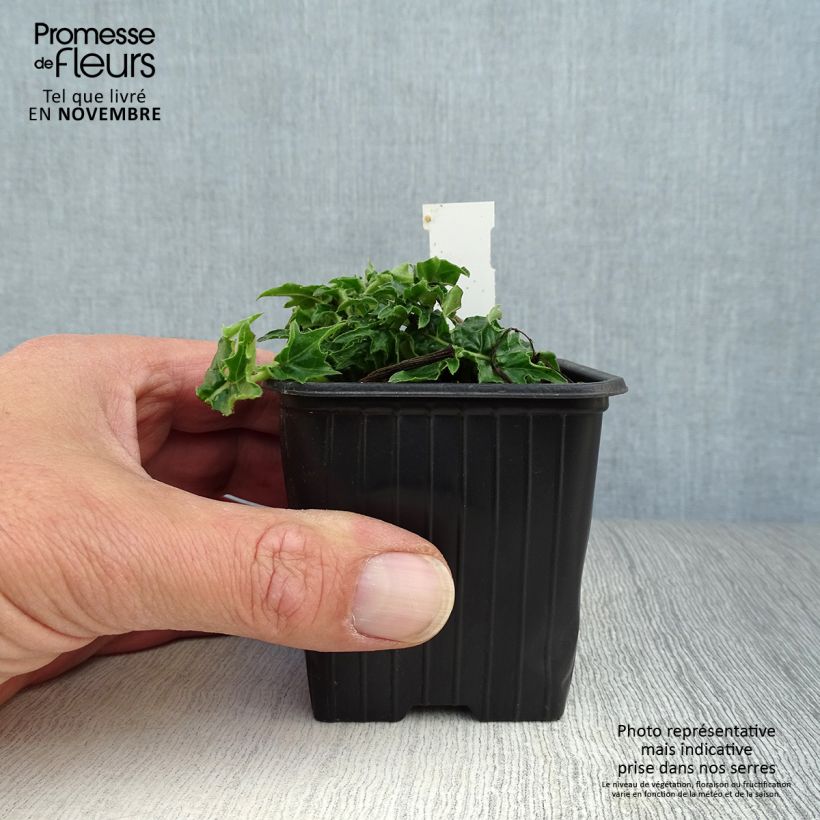 Ejemplar de Acanto Húngaro - Acanthus hungaricus White Lips Maceta de 8/9 cm entregado en otoño