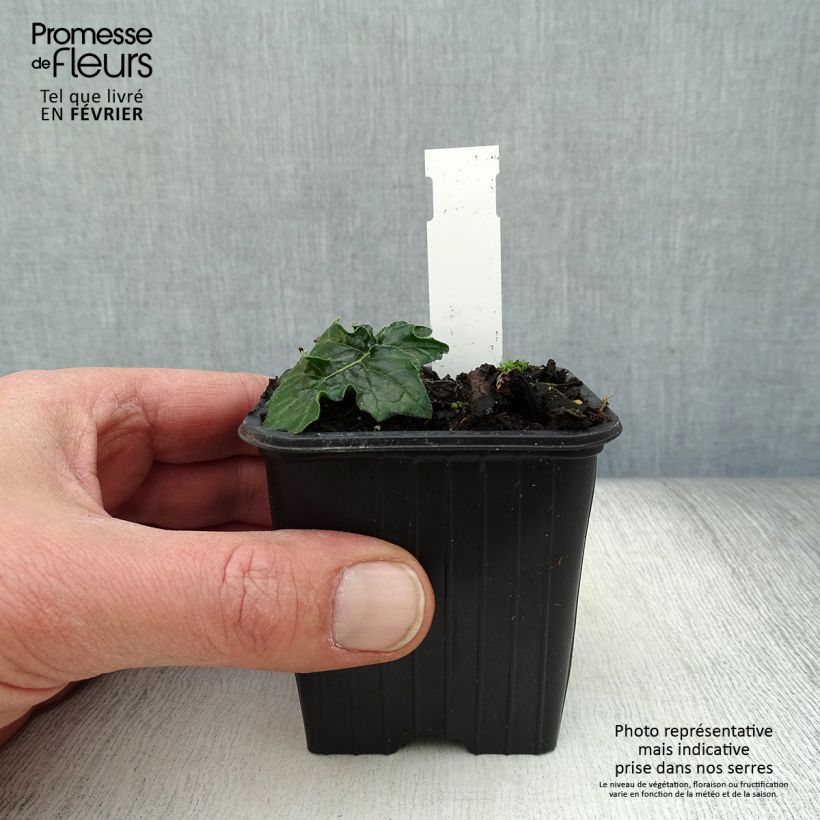 Acanto Húngaro - Acanthus hungaricus White Lips Maceta de 8/9 cm Ejemplar entregado en invierno