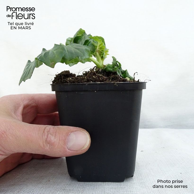 Acanto - Acanthus Morning Candle Maceta de 8/9 cm Ejemplar entregado en la primavera