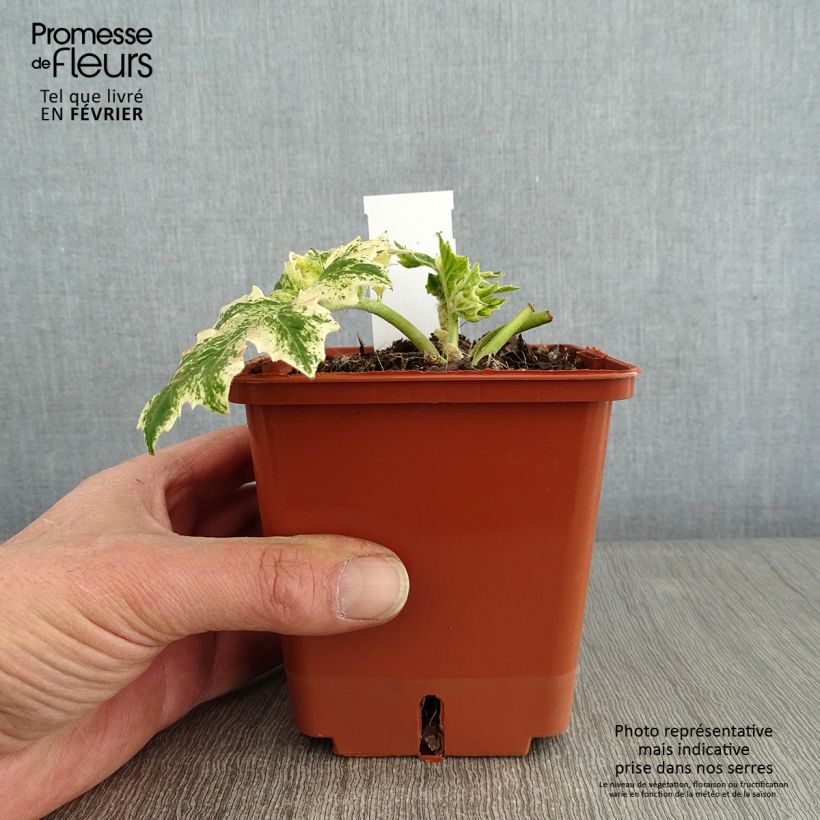 Acanto - Acanthus mollis Whitewater Maceta 1L/1,5L Ejemplar entregado en invierno