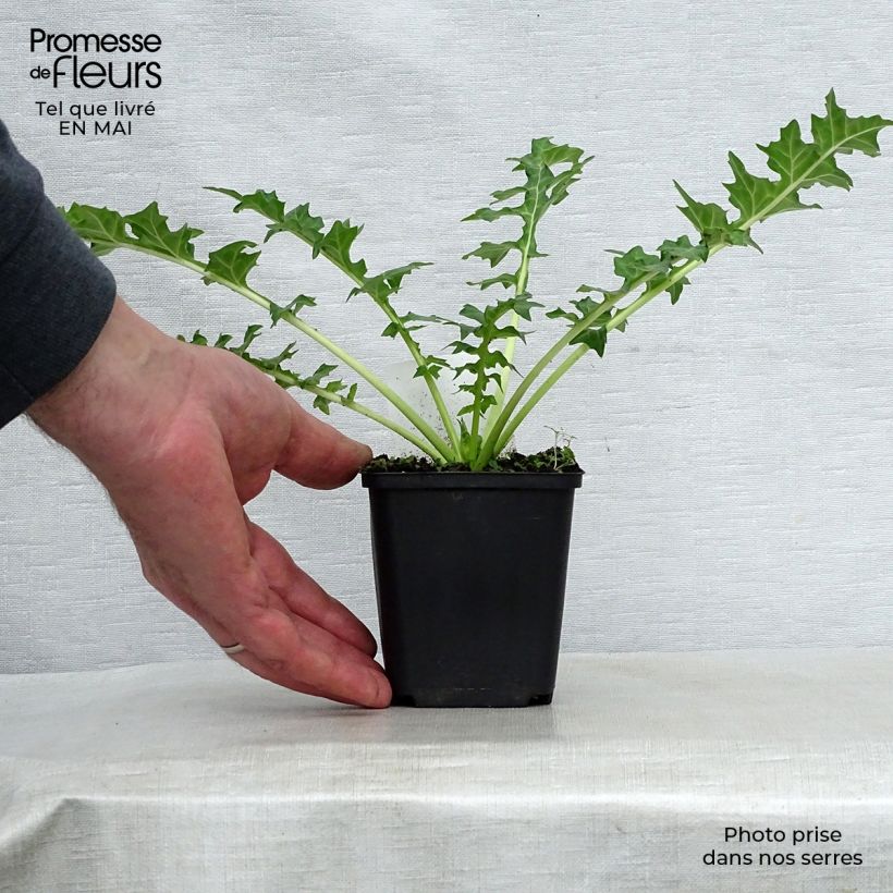 Acanto Húngaro - Acanthus hungaricus Maceta de 8/9 cm Ejemplar entregado en la primavera