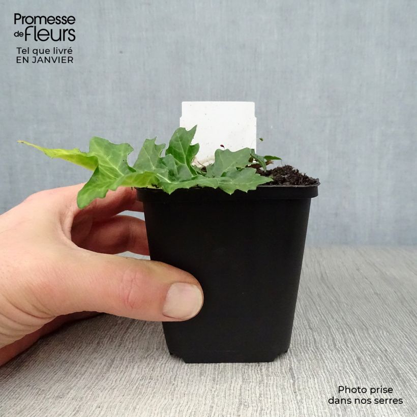 Acanto Húngaro - Acanthus hungaricus Maceta de 8/9 cm Ejemplar entregado en invierno