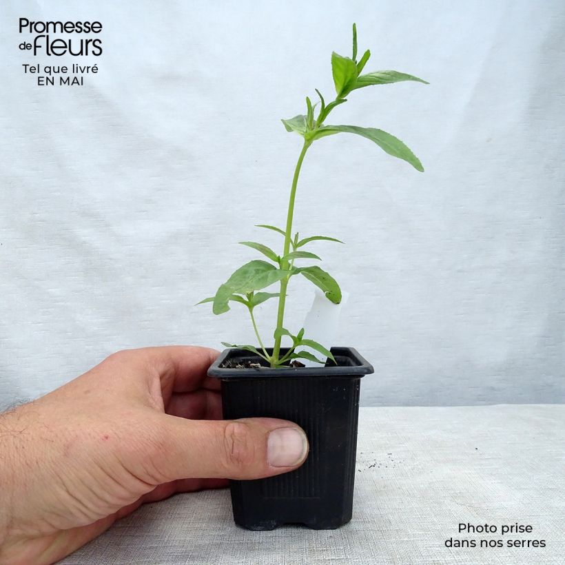 Acanto - Acanthus mollis Maceta de 7/8 cm Ejemplar entregado en la primavera