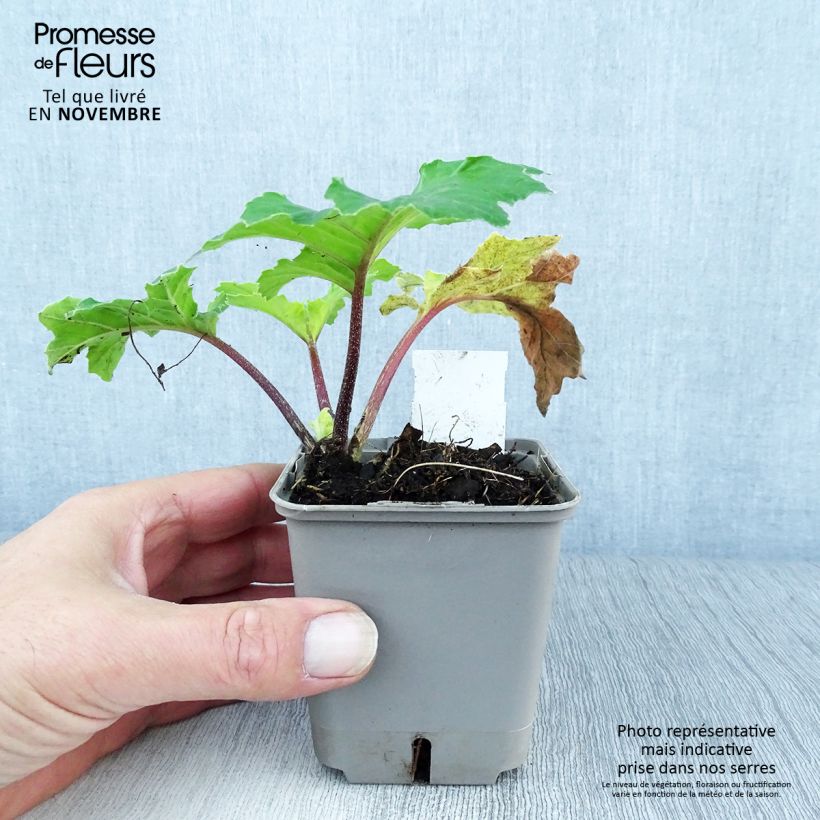 Ejemplar de Acanto - Acanthus mollis Hollards Gold Maceta de 8/9 cm entregado en otoño