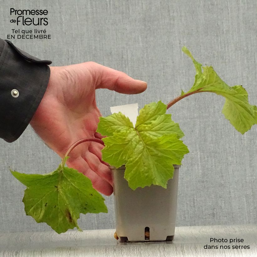 Acanto - Acanthus mollis Hollards Gold Maceta de 8/9 cm Ejemplar entregado en invierno