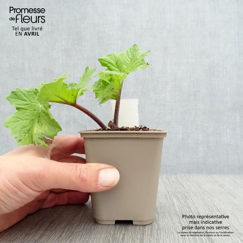 Acanto - Acanthus mollis Hollards Gold Maceta de 8/9 cm Ejemplar entregado en la primavera