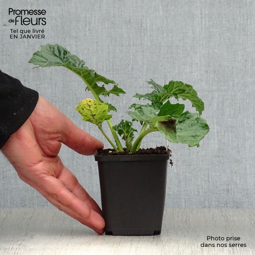 Acanto - Acanthus mollis Rue Ledan Maceta de 8/9 cm Ejemplar entregado en invierno