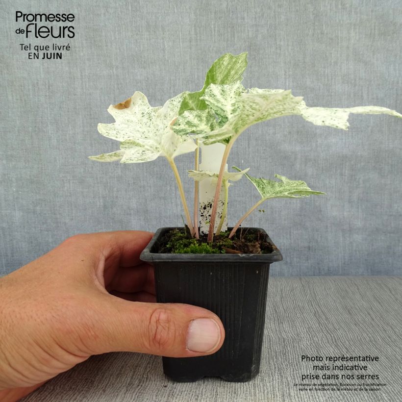 Ejemplar de Acanto - Acanthus mollis Tasmanian Angel Maceta de 8/9 cm entregado en verano