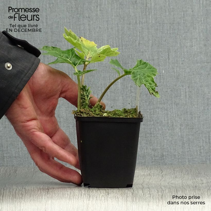 Acanto - Acanthus mollis Tasmanian Angel Maceta de 8/9 cm Ejemplar entregado en invierno