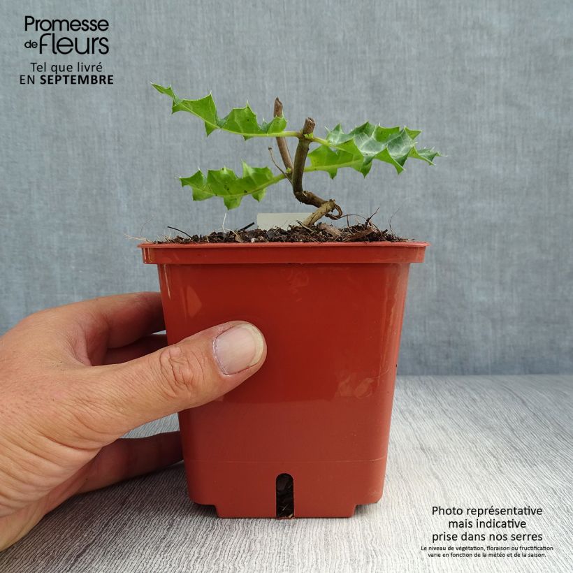 Ejemplar de Acanto - Acanthus sennii Maceta 1L/1,5L entregado en otoño
