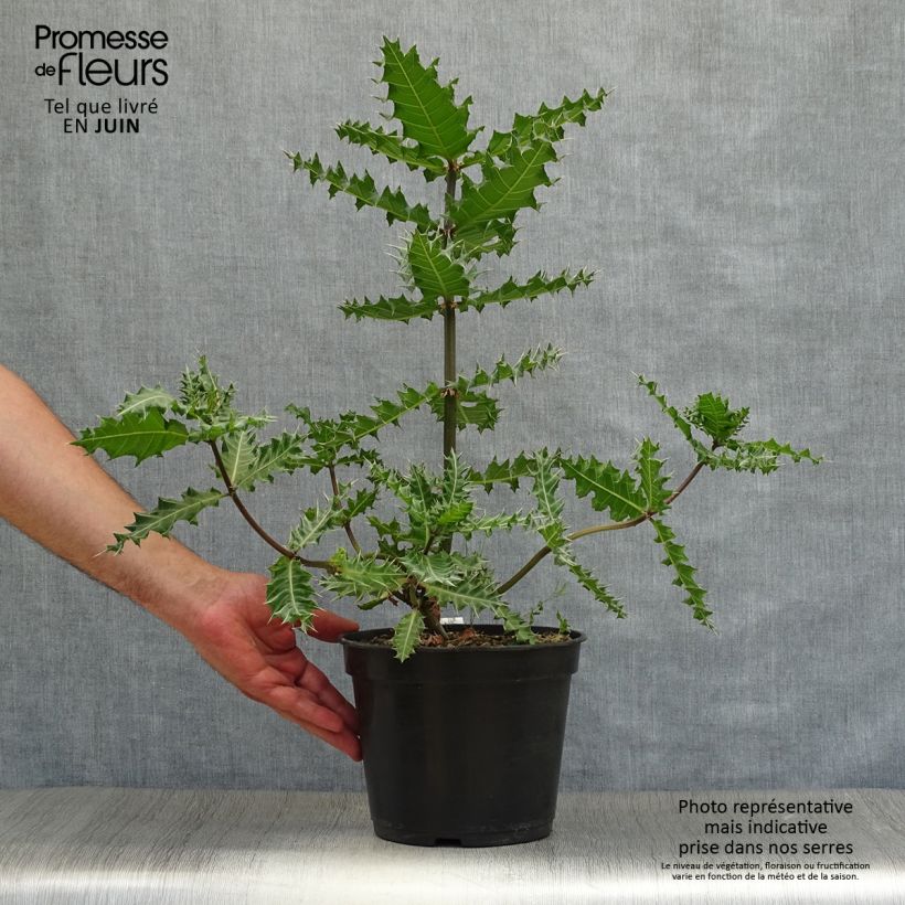 Ejemplar de Acanto - Acanthus sennii Maceta 4L/5L entregado en verano