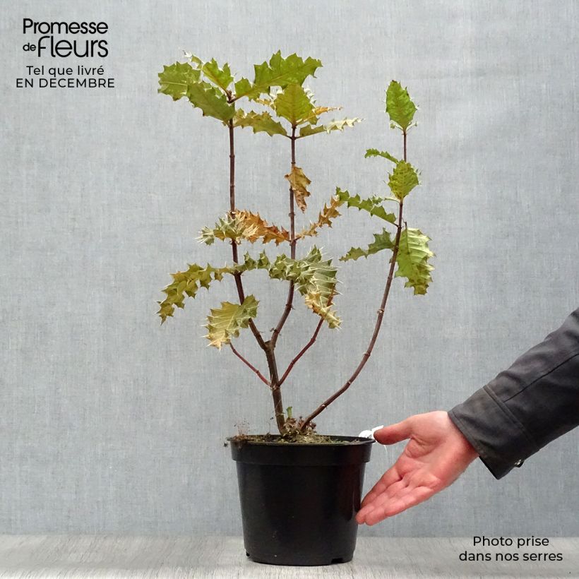 Acanto - Acanthus sennii Maceta 4L/5L Ejemplar entregado en invierno