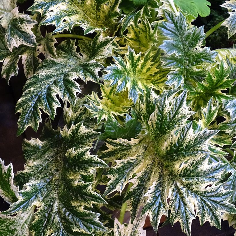 Acanto - Acanthus mollis Whitewater (Follaje)