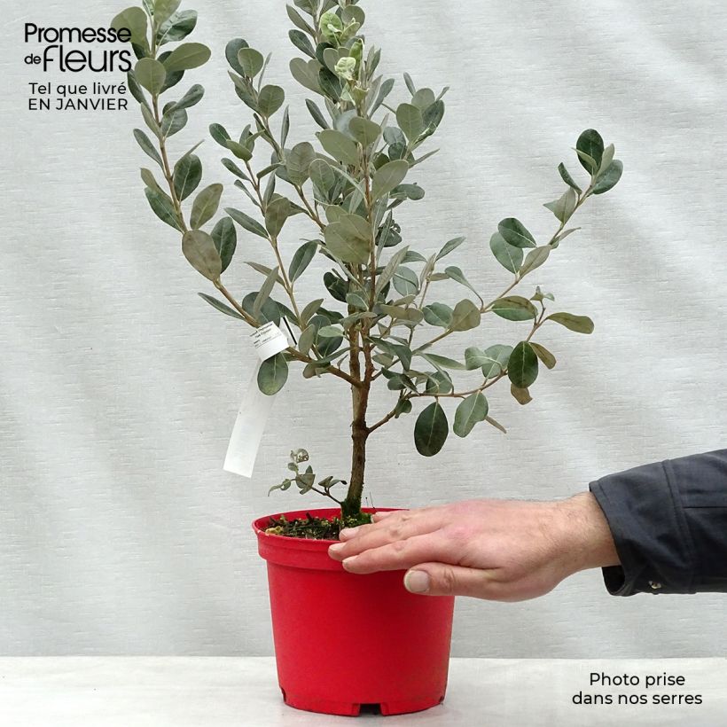 Feijoa Coolidge - Feijoa sellowiana Maceta 2L/3L Ejemplar entregado en invierno