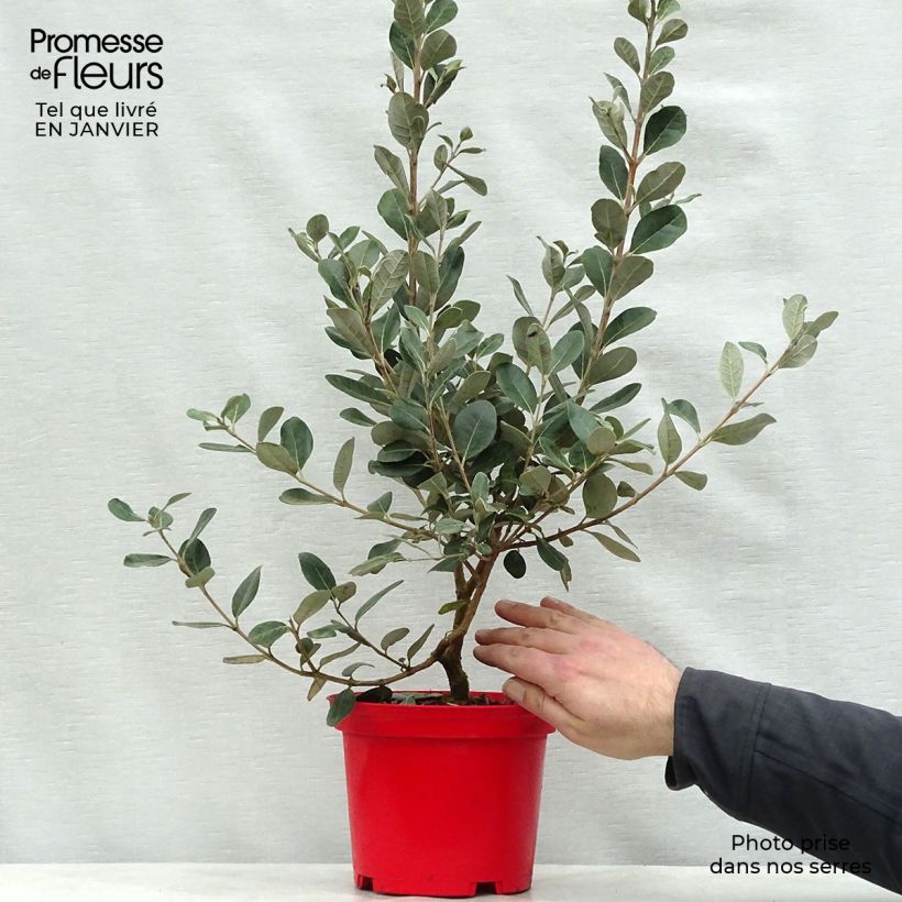 Guayabo Gemini - Acca sellowiana Maceta 3L/4L Ejemplar entregado en invierno