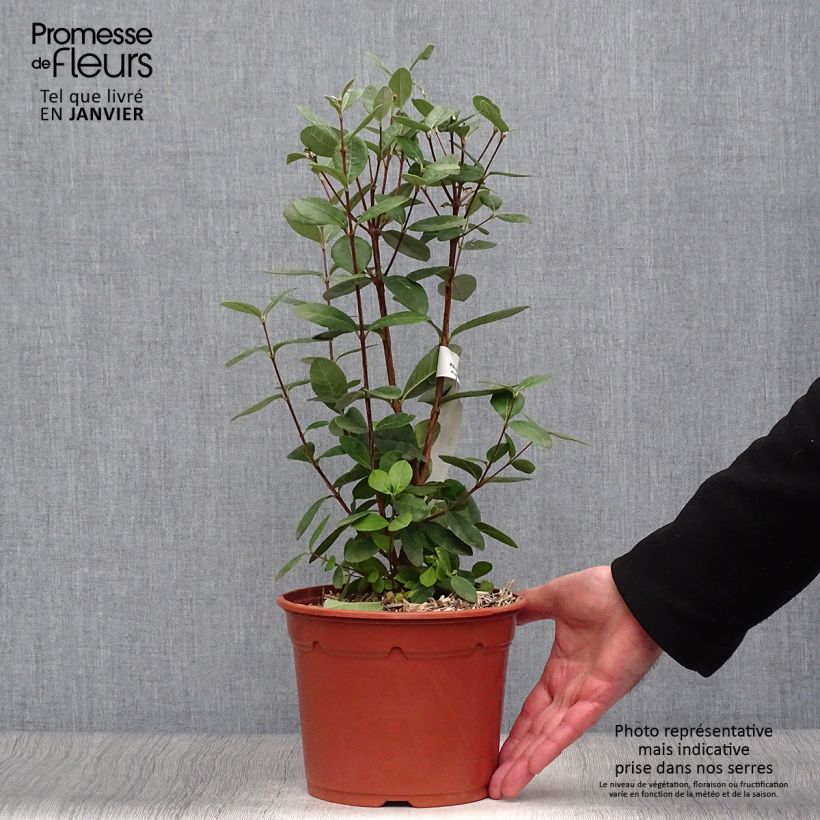 Guayabo - Acca sellowiana Maceta 2L/3L Ejemplar entregado en invierno