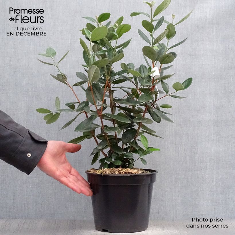 Guayabo - Acca sellowiana Maceta 4L/5L Ejemplar entregado en invierno