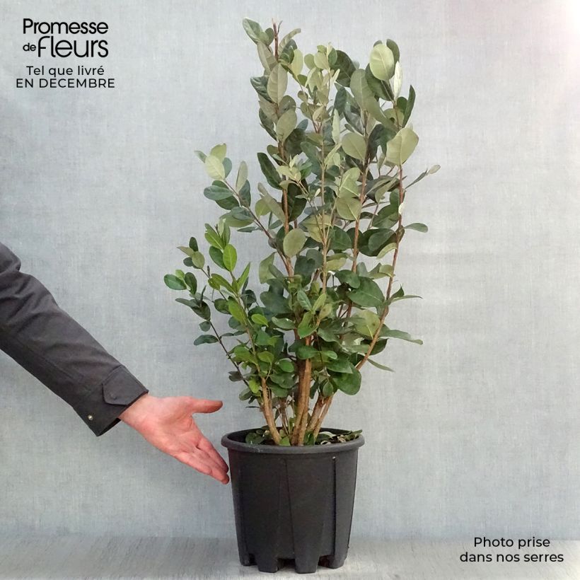 Guayabo - Acca sellowiana Maceta 7,5L/10L Ejemplar entregado en invierno