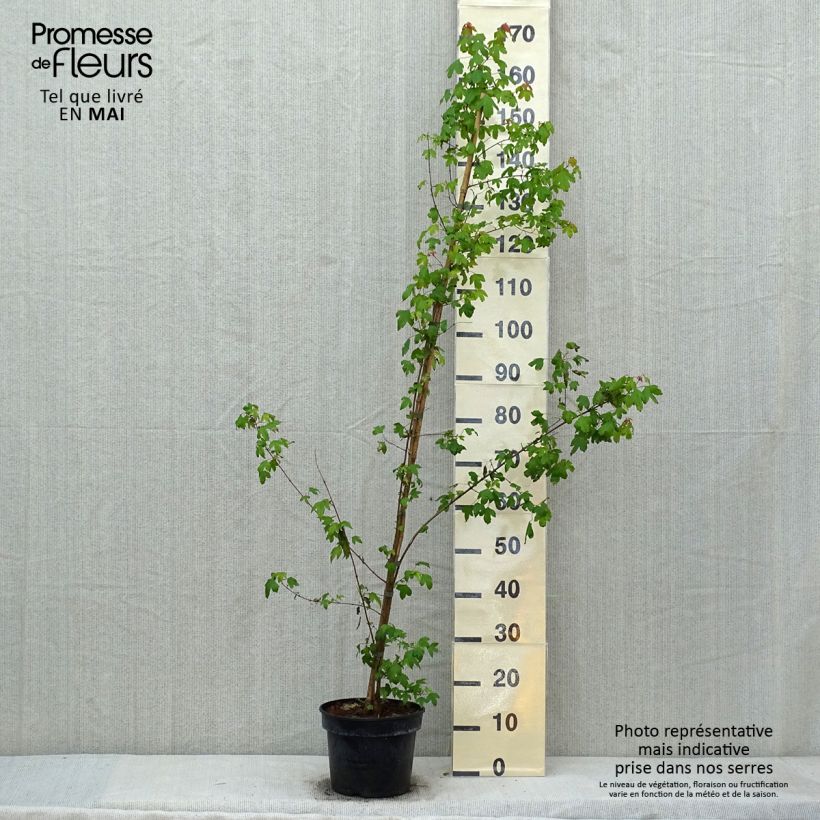 Acer buergerianum - Arce tridente Maceta 4L/5L Ejemplar entregado en la primavera