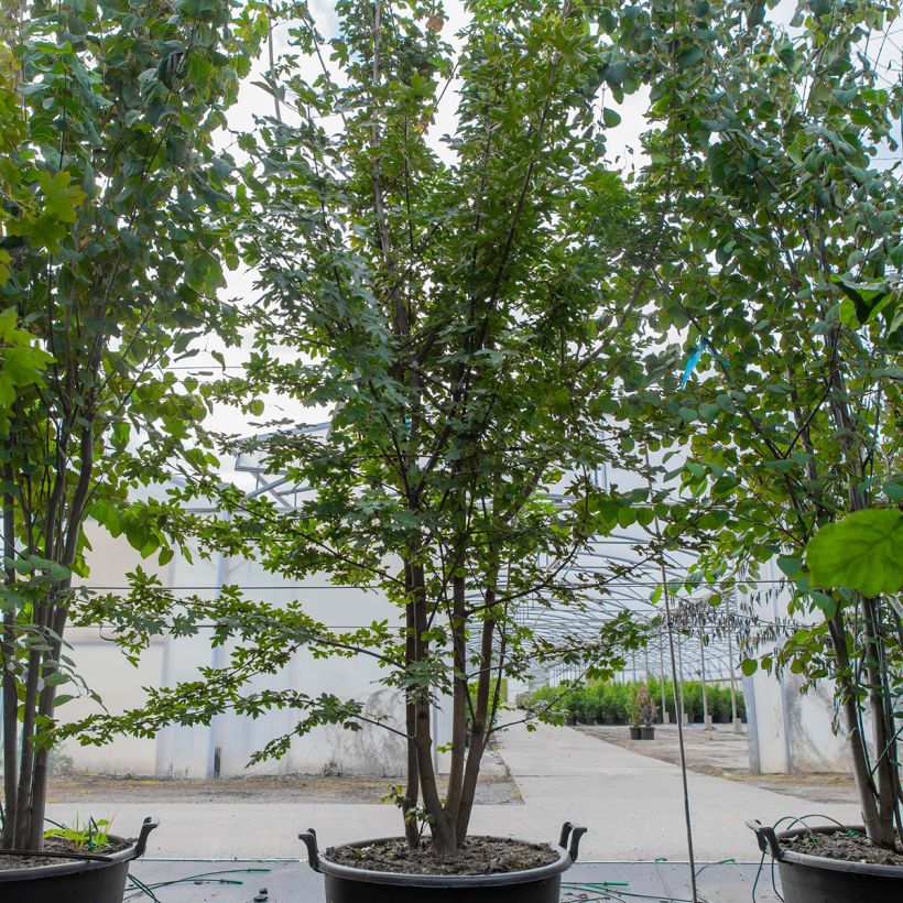 Arce común - Acer campestre Maceta 70L/75L Ejemplar entregado en la primavera