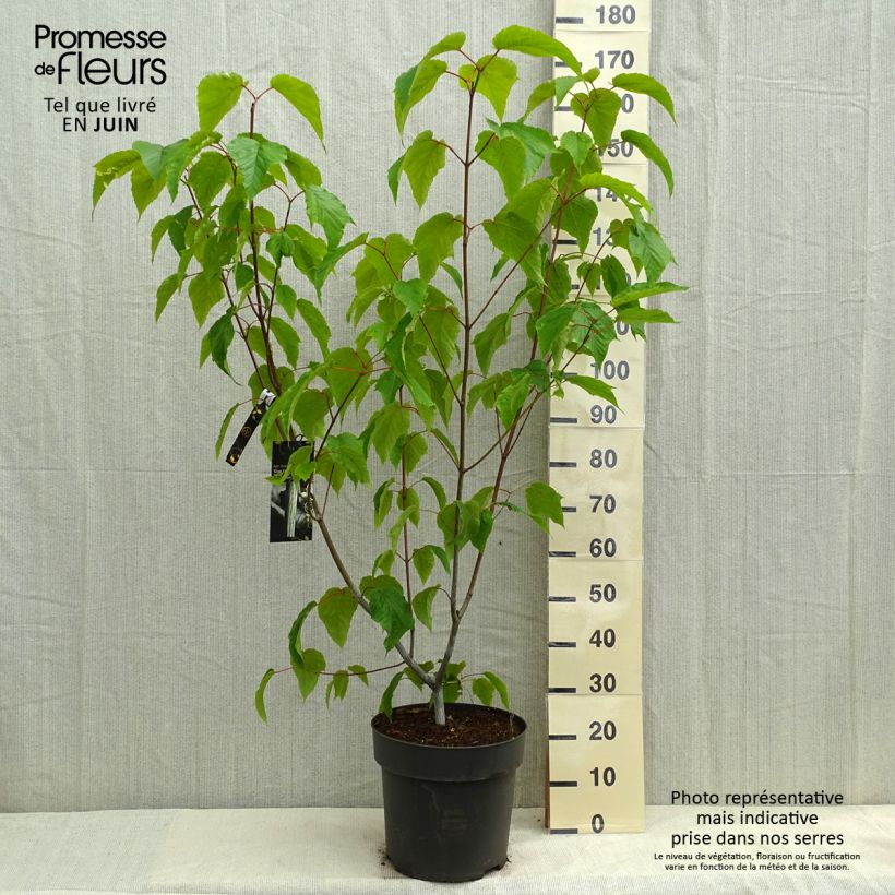 Acer conspicuum Silver Vein Maceta 12L/15L Ejemplar entregado en la primavera