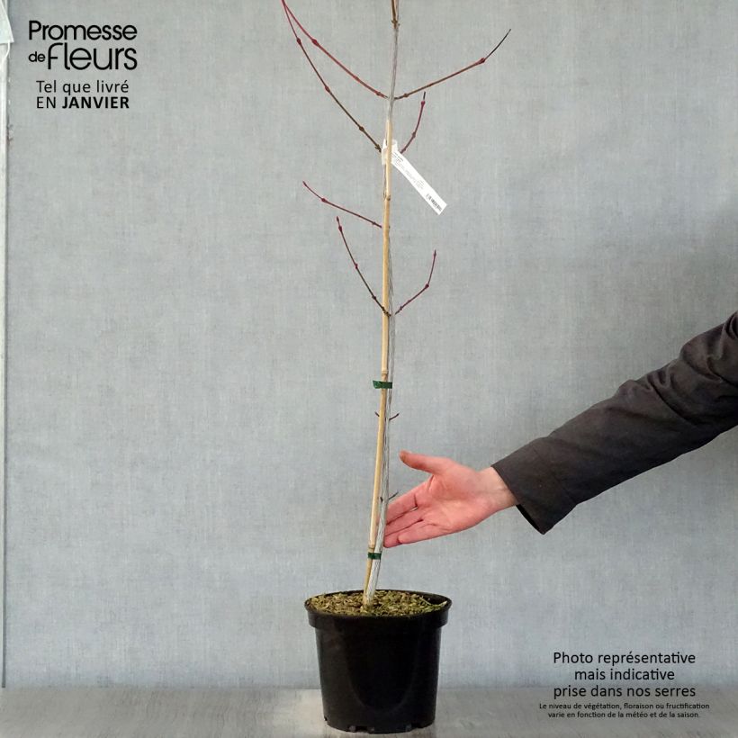 Arce de corteza de serpiente Viper Maceta 4L/5L Ejemplar entregado en invierno