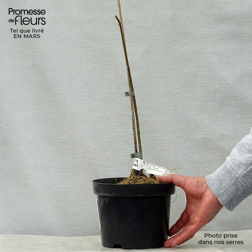 Acer macrophyllum - Arce de Oregón​ Maceta 7,5L/10L Ejemplar entregado en la primavera