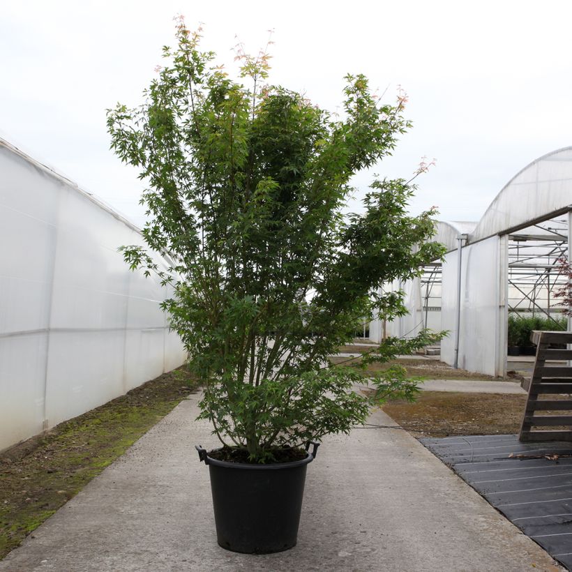 Arce japonés - Acer palmatum Maceta 50L/55L Ejemplar entregado en la primavera