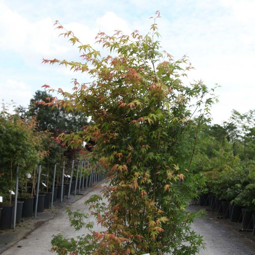 Arce japonés Katsura- Acer palmatum (Porte)