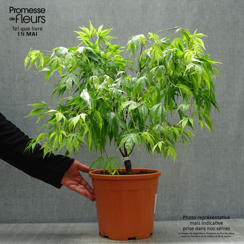Arce japonés Koto-No-Ito - Acer palmatum Maceta 6L/7L Ejemplar entregado en la primavera