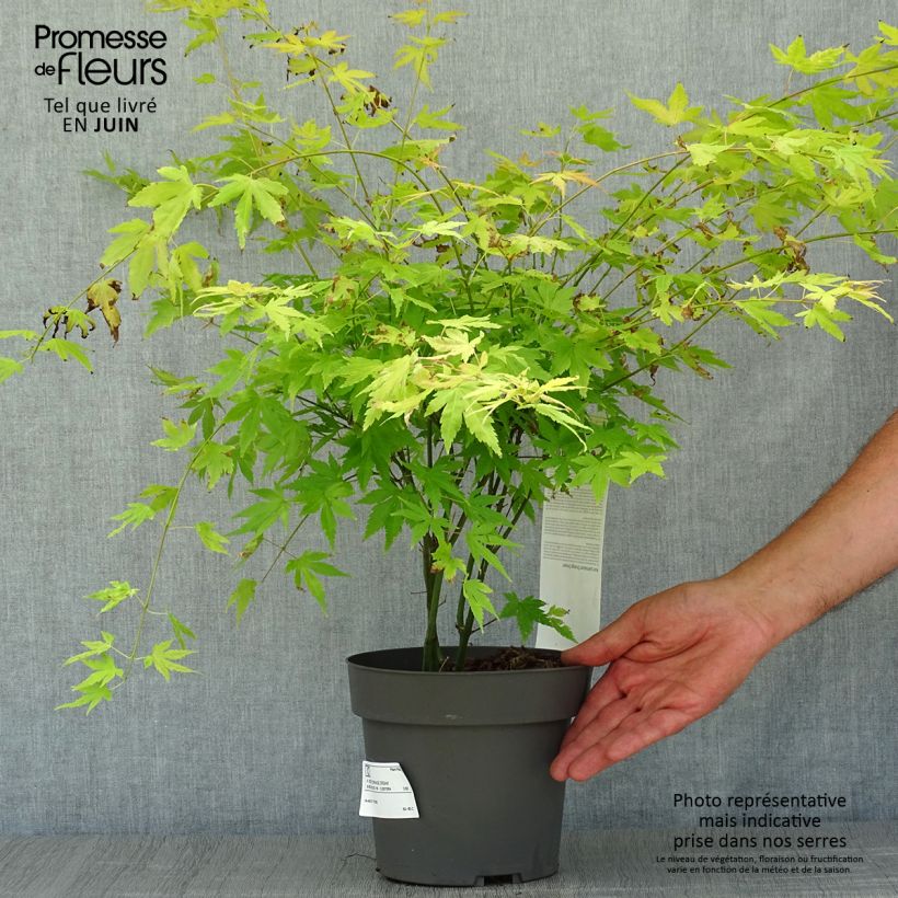 Ejemplar de Arce japonés Orange Dream - Acer palmatum Maceta 3L/4L entregado en verano