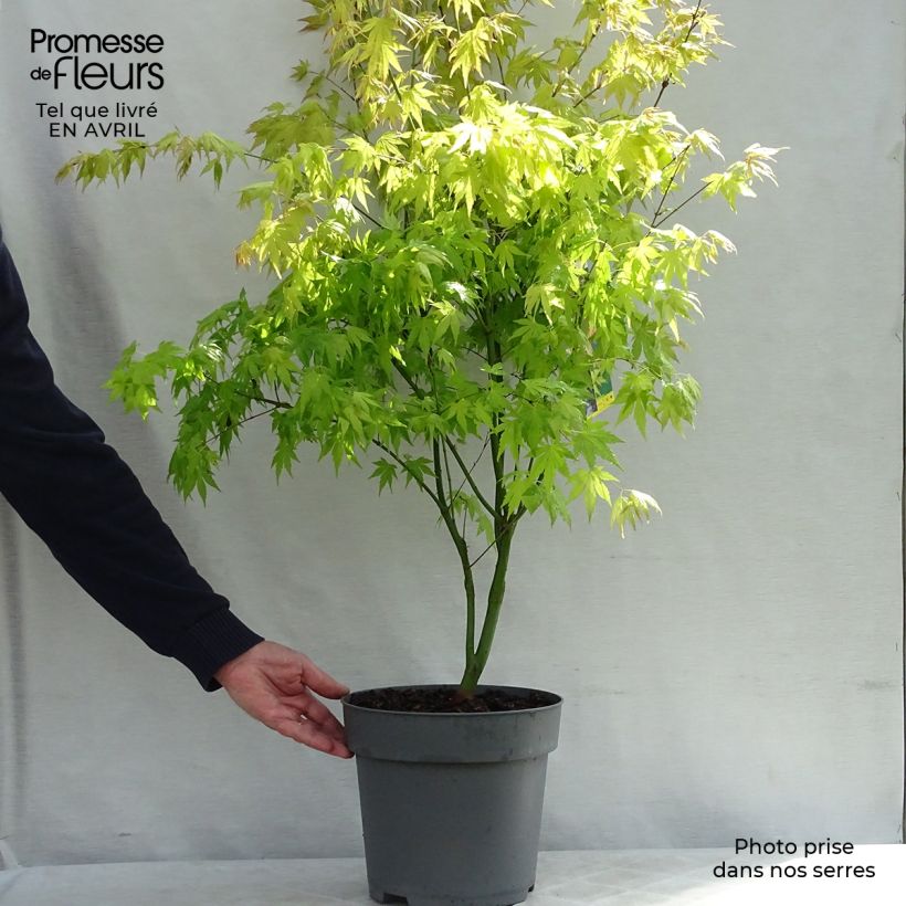 Arce japonés Orange Dream - Acer palmatum Maceta 7,5L/10L Ejemplar entregado en la primavera