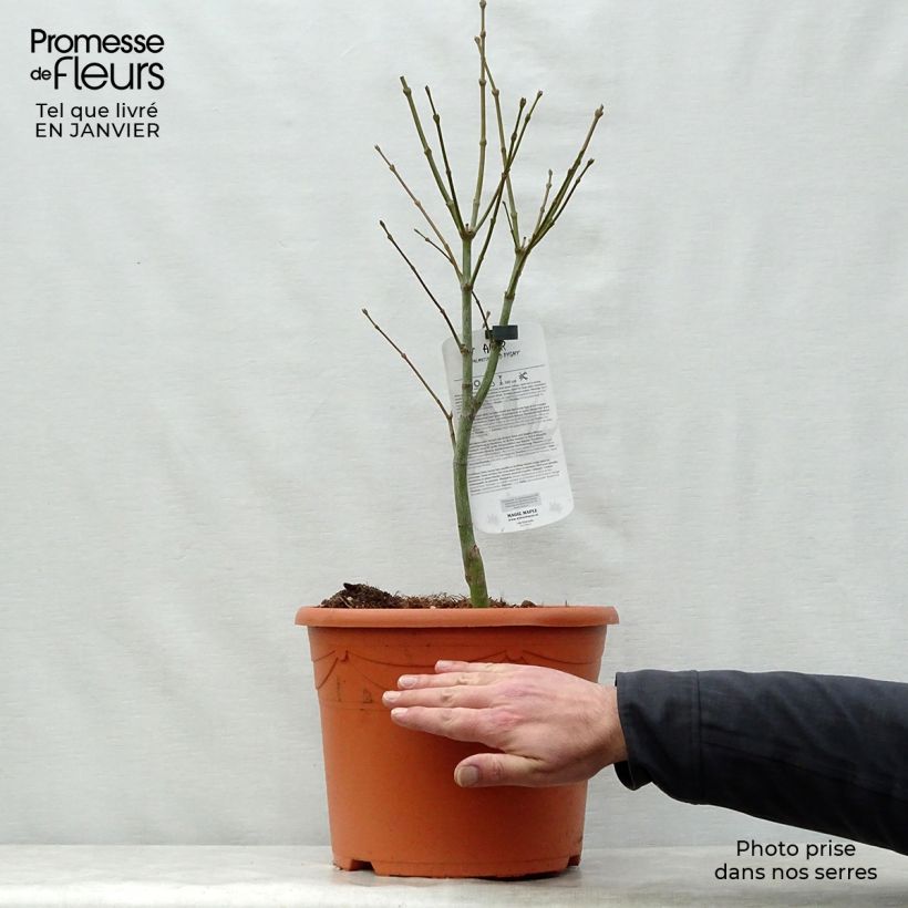 Arce japonés Red Pygmy Maceta 12L/15L Ejemplar entregado en invierno