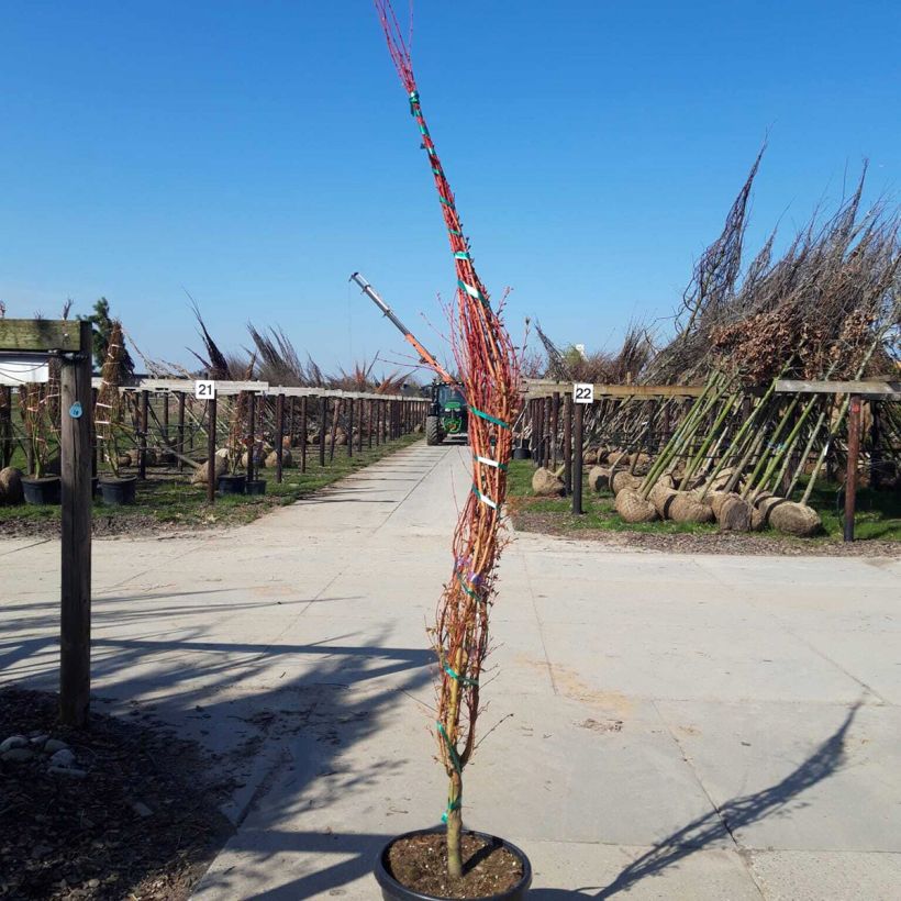 Arce japonés Sangokaku - Acer palmatum Maceta 50L/55L Ejemplar entregado en la primavera