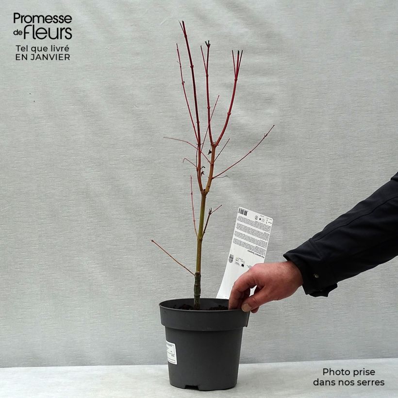 Arce japonés Sangokaku - Acer palmatum Maceta 2L/3L Ejemplar entregado en invierno
