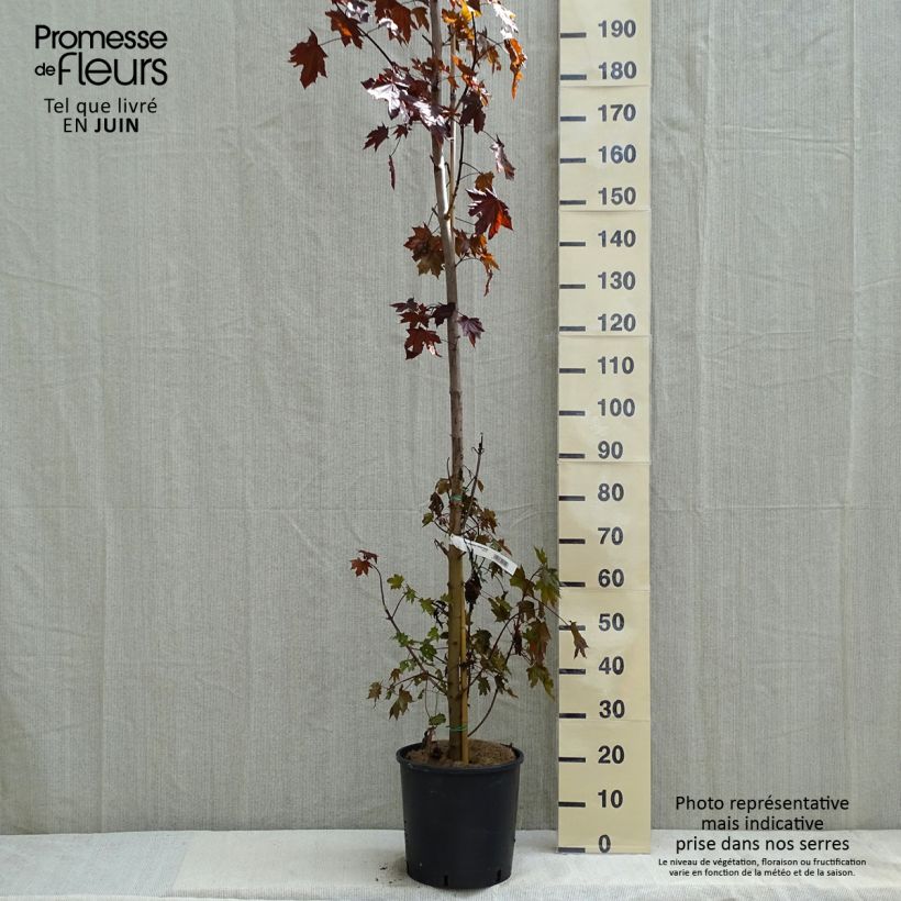 Arce real Crimson Sentry - Acer platanoides Maceta 12L/15L Ejemplar entregado en la primavera