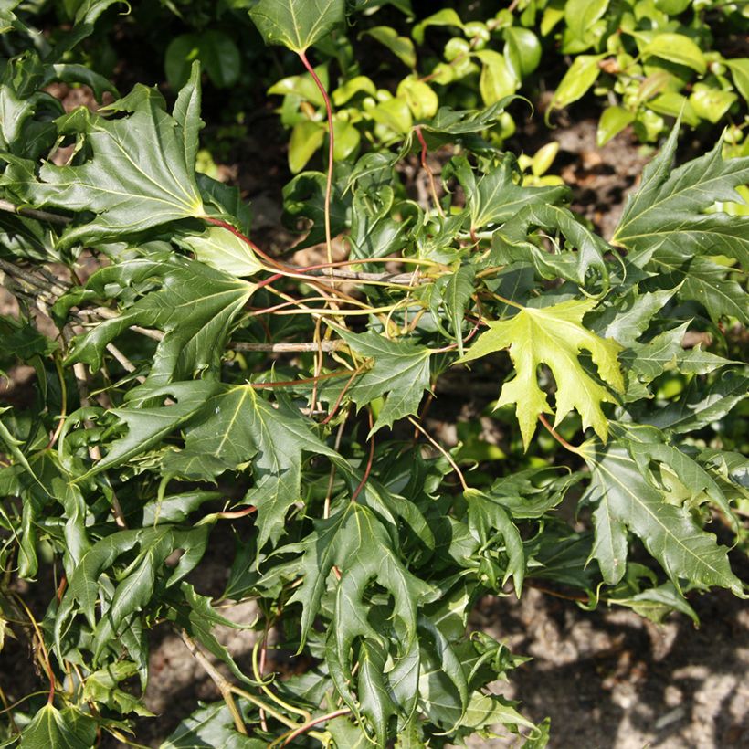Arce real Laciniatum - Acer platanoides (Follaje)